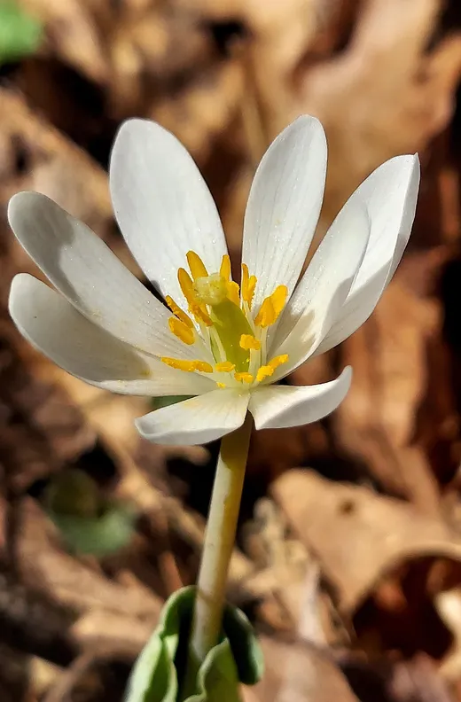 Bloodroot (Sanguinaria canadensis)