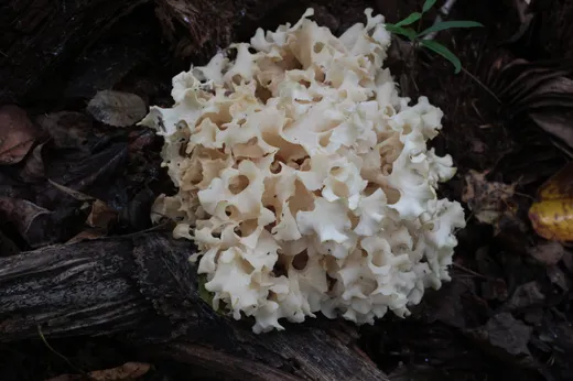 Cauliflower Mushroom (Sparassis americana)