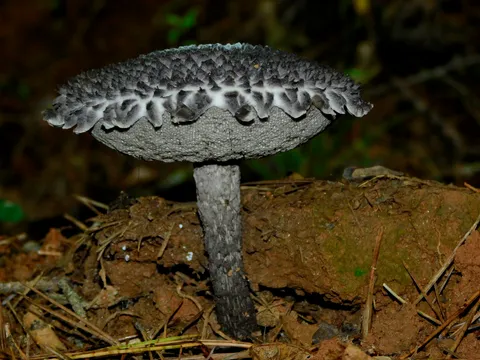 Old Man of the Woods (Strobilomyces strobilaceus)