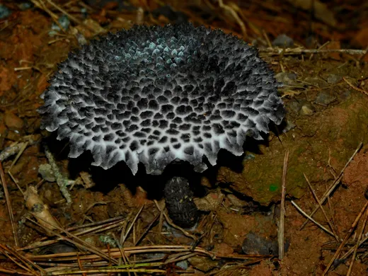 Old Man of the Woods (Strobilomyces strobilaceus)