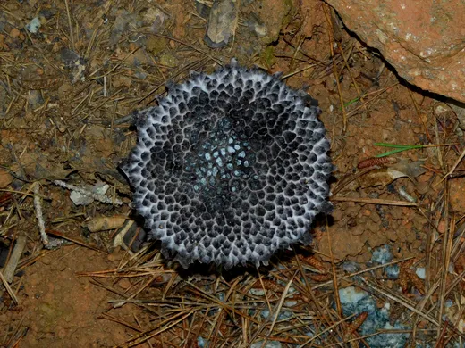 Old Man of the Woods (Strobilomyces strobilaceus)