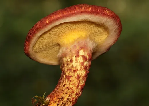 Painted Suillus (Suillus spraguei)