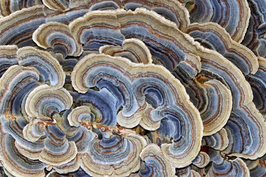 Turkey Tail (Trametes versicolor)
