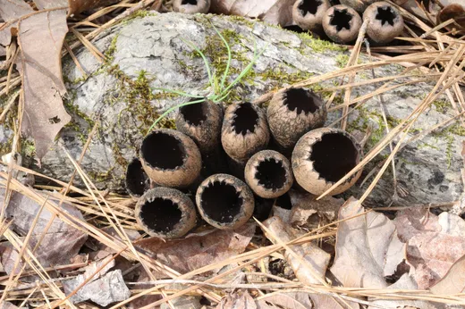 Devil's Urn (Urnula craterium)